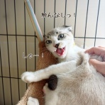 猫とお酒と日々のこと