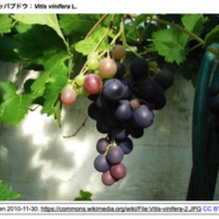 crisp_bio