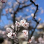 桃の節句にサトザクラの写真