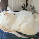 似ている柄なので🍒