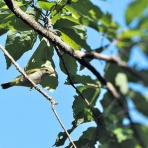 カメラ大好きおやじの野鳥と自然風景フォトアルバム