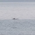 ５月６日（水）平舘・外ヶ浜