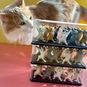 ペンを持ち上げるネコとペンを噛む猫