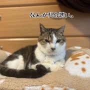 紙飛行機シュウさま