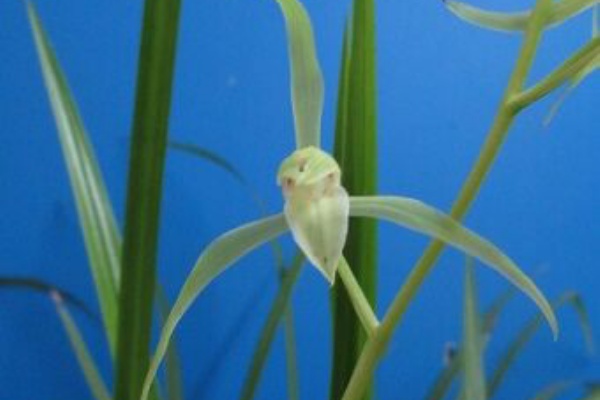 jyonaryのblog - 寒蘭