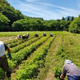 『さつま芋の手入れ』の画像