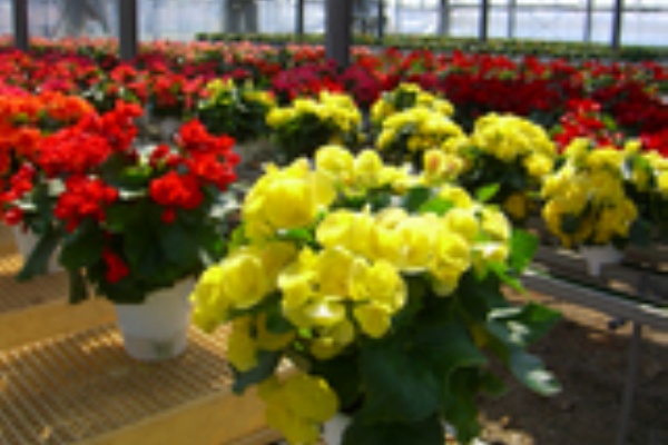 咲いたさいと ブログ