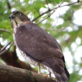 野鳥雀鷹（ツミ）の幼鳥を撮る25🦅📸（太田市）
