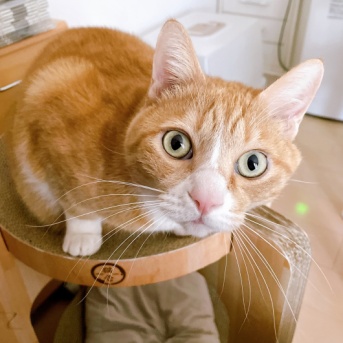 しんみりさせない猫。