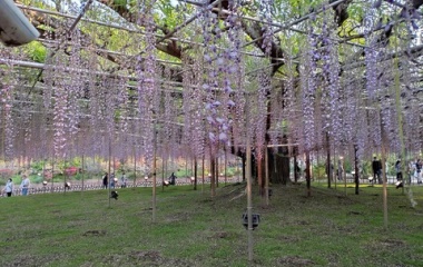 『2022/5/4 あしかがフラワーパークへ日帰り旅行』の画像