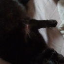 今度はうちの猫がハゲてきた・・・