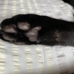 ねことのくらし