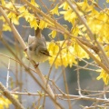 黄の園の小鳥…エゾムシクイ