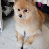 『【里親募集】ゆず2才男の子』の画像