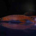 18月9日(金)熱帯魚入荷情報🐟