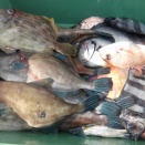 12月28日（日）晴　今日の釣果☆☆☆