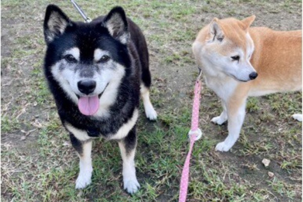 黒柴©️（感謝） この間一目惚れしたお洋服🤩 ベビ感がたまらん