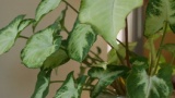 リビング用の観葉植物3つ買ったら8万した（※画像あり）