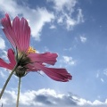 季節の境目に咲く花たち