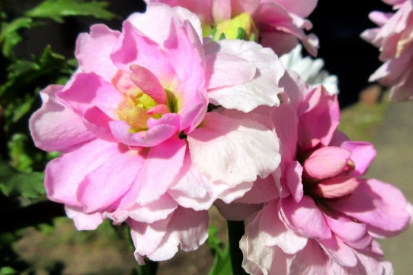 ガーデニングビギナーが始めるゆる い庭ライフ ストック