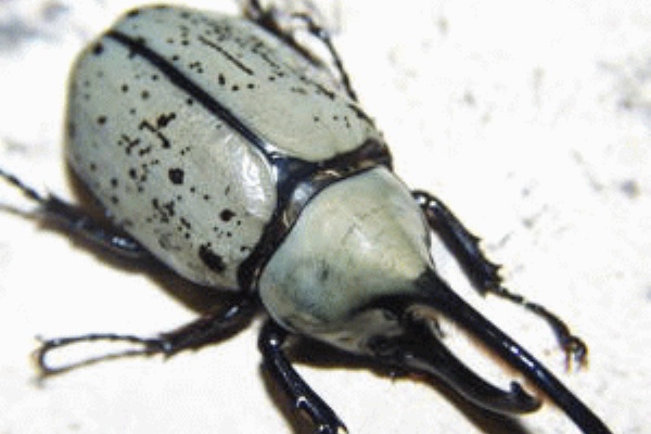 S Beetle Club はじめての外国産カブト飼育のために グラントシロカブト はじめに