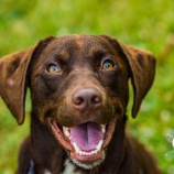 『「ほめるときになでないでください」何の気なしにやっている犬への接し方をチェックしよう』の画像