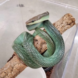 爬虫類倶楽部ファームブログ