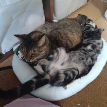 実物のﾈｺﾁｬﾝたちセカンド97