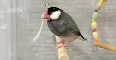 最近のセラの魅力