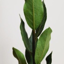 ローリエ　画像