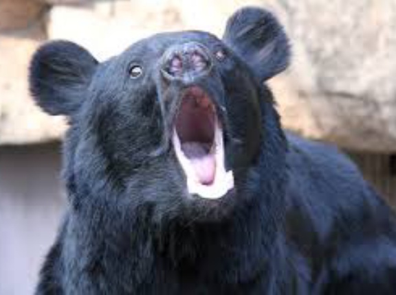 【緊急】『クマは意図的に人間を攻撃している』専門家集団が認める