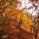 『2024.12『半田山植物園の絶景紅葉 final🍂』⑩ 岡山市北区』の画像
