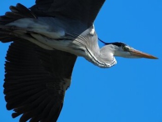 2026年3月24日の野鳥公園