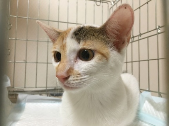 巣立ちが遅かった子猫　20260716