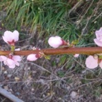 八ヶ岳定点観測