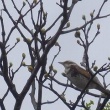 今日の野鳥　ツグミ・スズメ