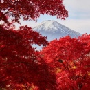 海外「秋の長野／岐阜が絶景過ぎた！」日本アルプスと富士山の秋に対する海外の反応