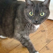 姉の家の猫が甘えてくれた話と名古屋でのランチ