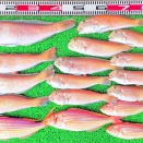 2026年2月7日　釣果