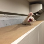 にゃんこ速報～修羅場・キチママ・生活まとめ～