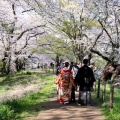 もう散り始め