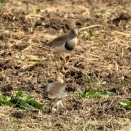 厳寒期の田鳧タゲリ＆鳧ケリ