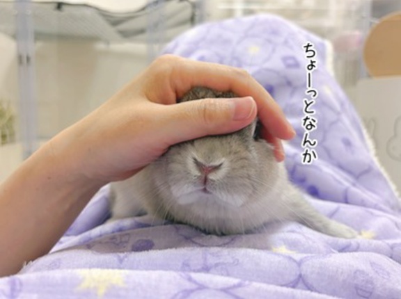 うさぎのルリ(10/19追記)