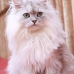 猫カフェ ねこまんまBlog