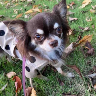 WanWan net🐾ボランティアチーム