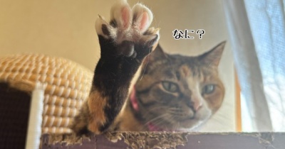 お留守番よろしくね。