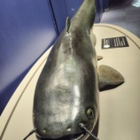 『琵琶湖博物館へ行って来ました。・ビワコ大ナマズ編』の画像