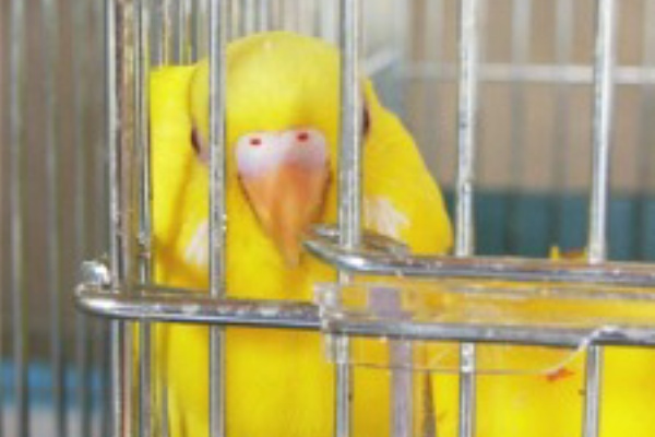 狭い所が セキセイインコの wattle