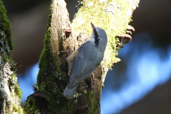 おじおじの野鳥散歩の備忘録 赤城山 おじおじの野鳥散歩の備忘録 赤城山