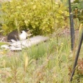 猫に小判を与えたら。 埋蔵金:千八百八拾壱両 いったい何をしちょるぅ?